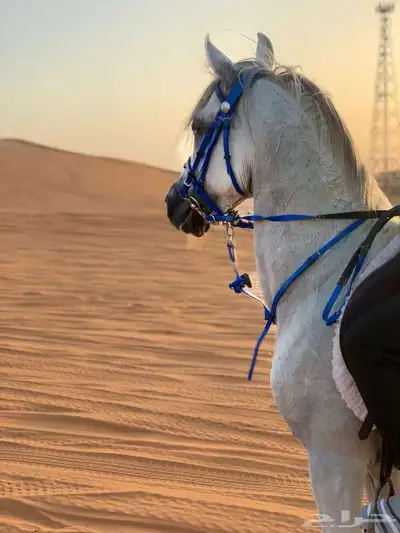 تدريب إيواء خيل 2