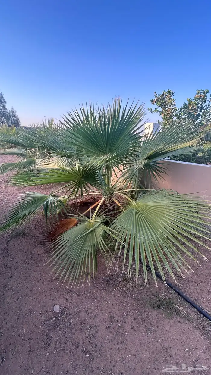 نخل جثايث مجدول واخلاص وبرحي وهشيشي 4