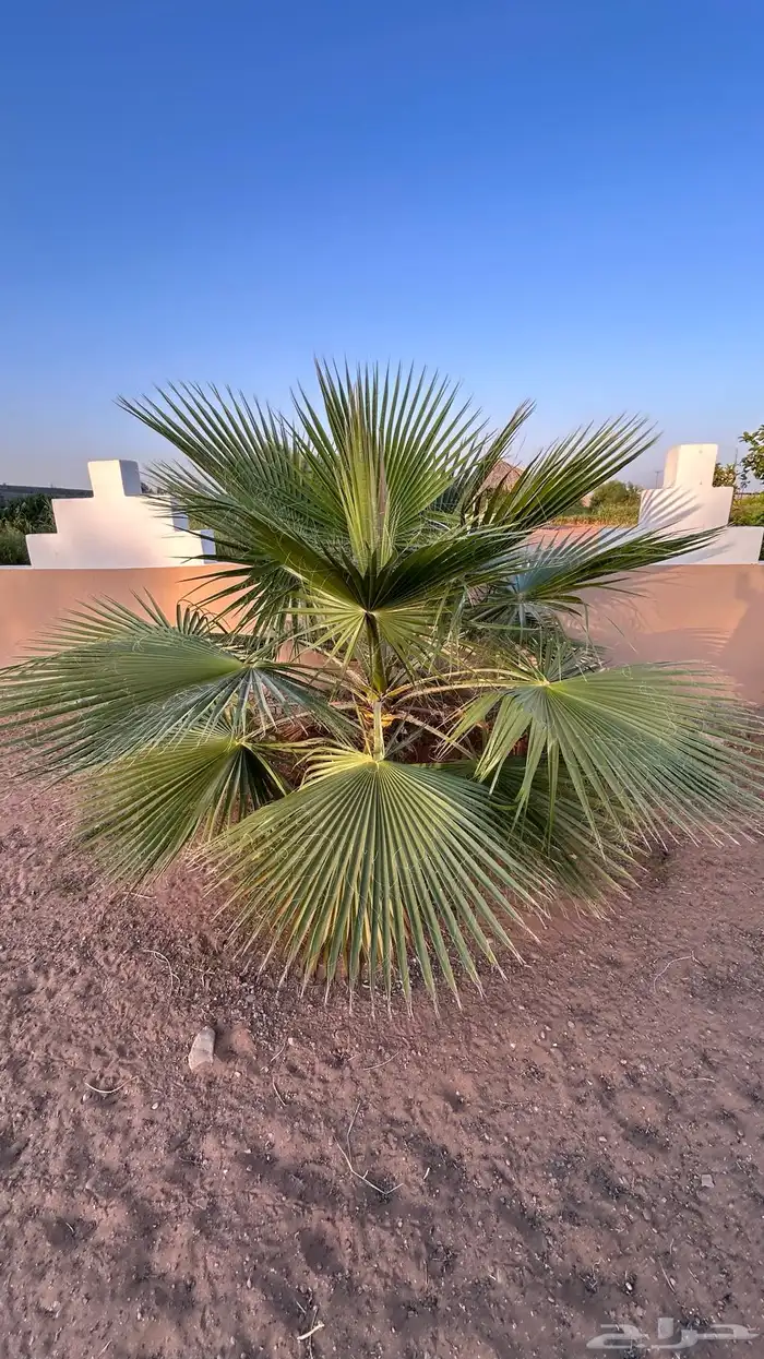 نخل جثايث مجدول واخلاص وبرحي وهشيشي 5