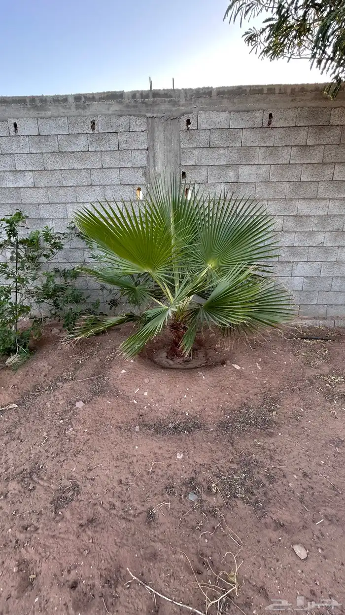 نخل جثايث مجدول واخلاص وبرحي وهشيشي 1