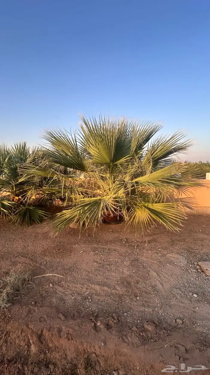 نخل جثايث مجدول واخلاص وبرحي وهشيشي 6