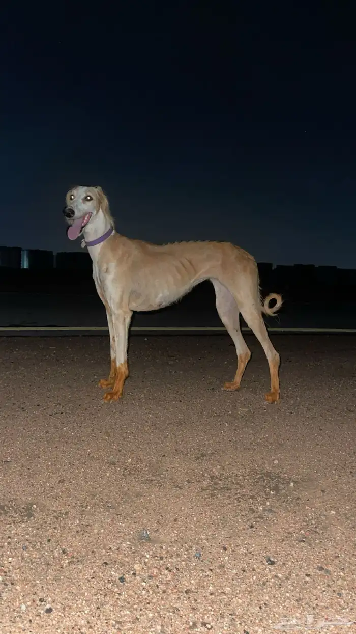 سلوقي 2