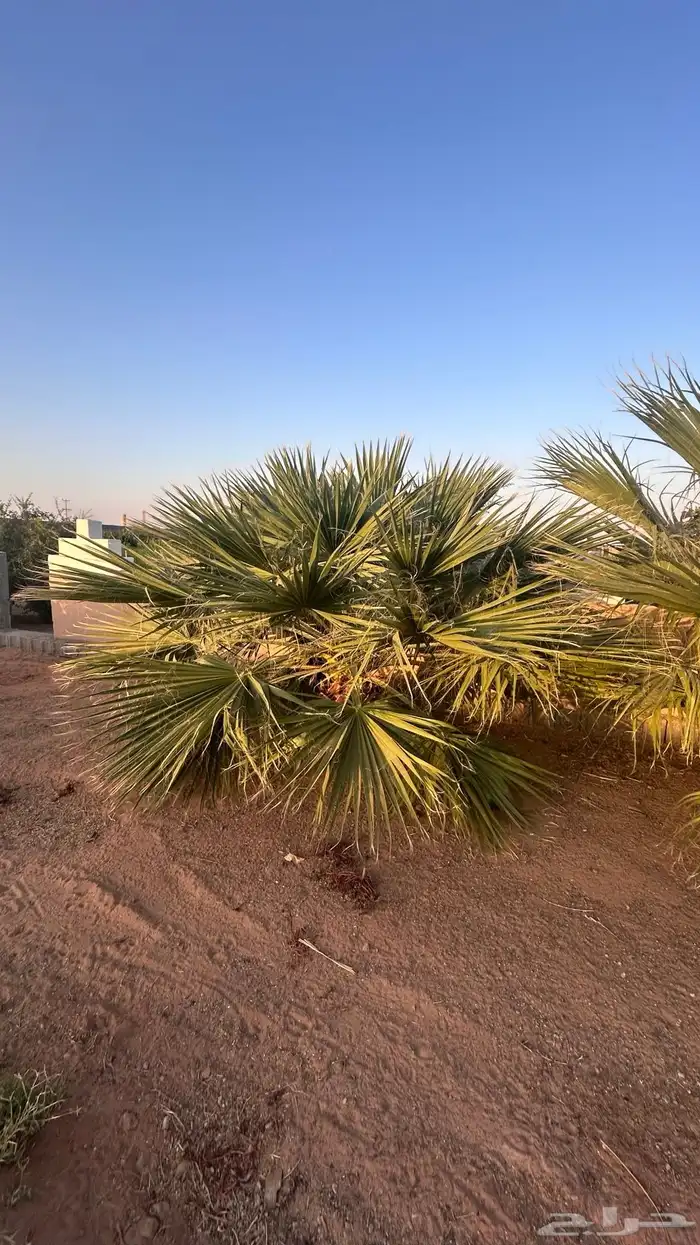 نخل جثايث مجدول واخلاص وبرحي وهشيشي 3