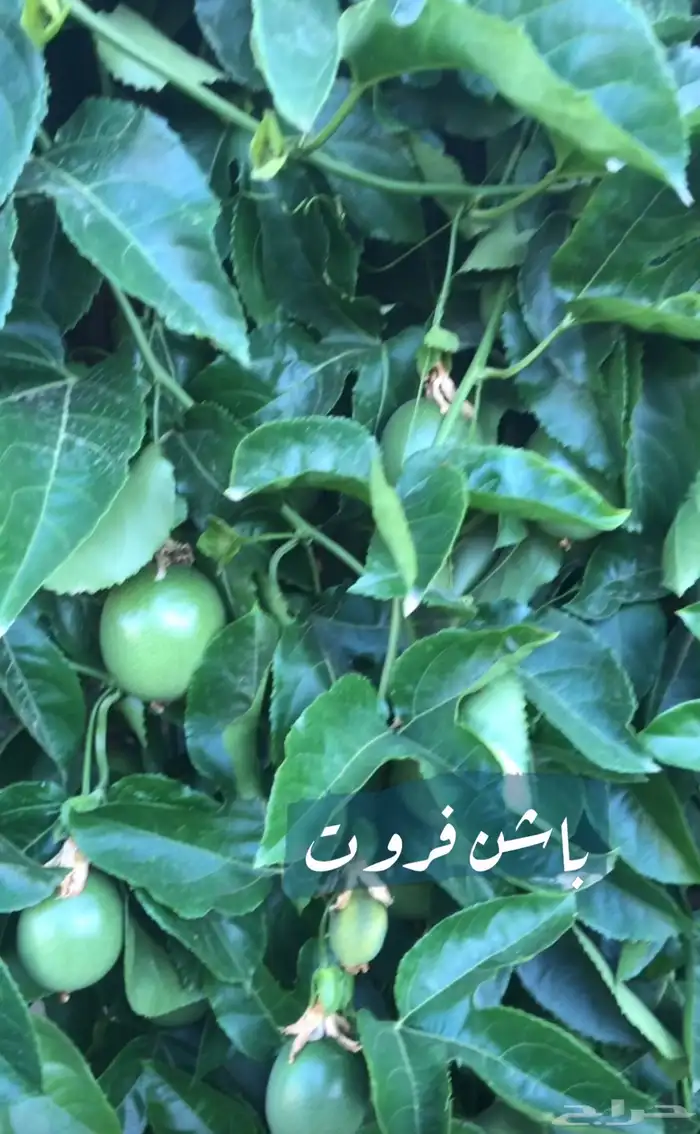 نبات الباشن فروت 0