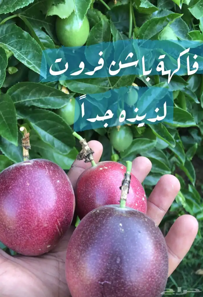 نبات الباشن فروت 1