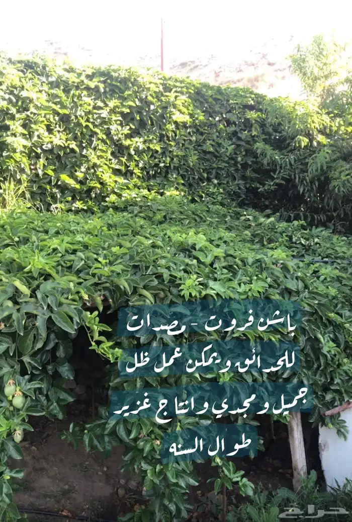 نبات الباشن فروت 3