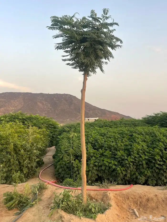 مشاتل جملة جدة 1