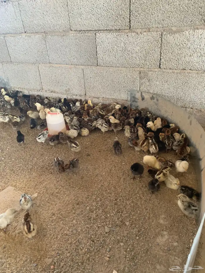 صوص فيومي ذهبي وفيومي شبابي بلدي تم البيع كامل العدد 4