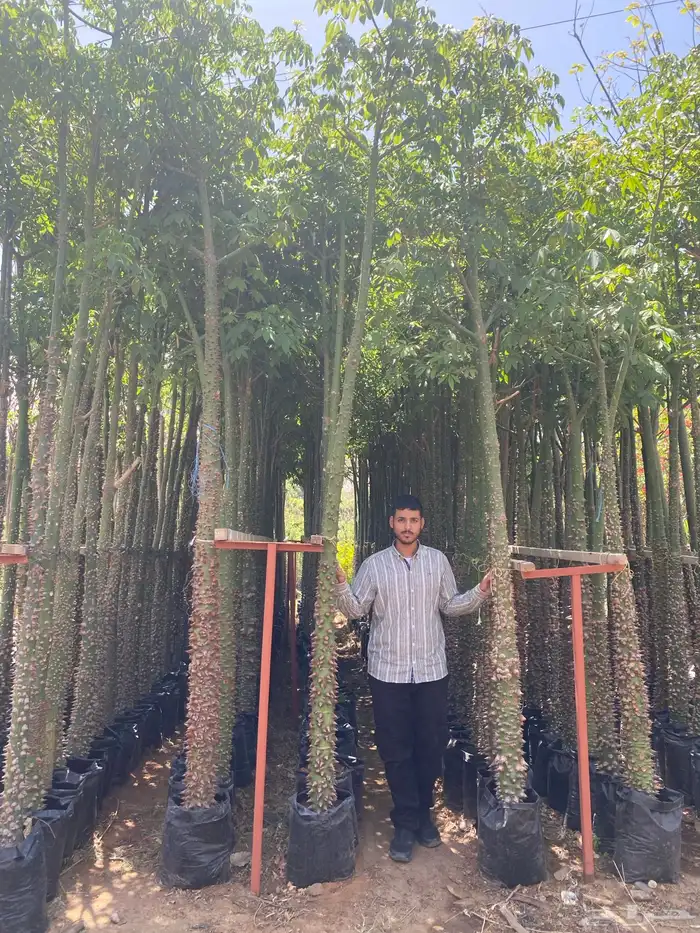 اشجار سماكات 4