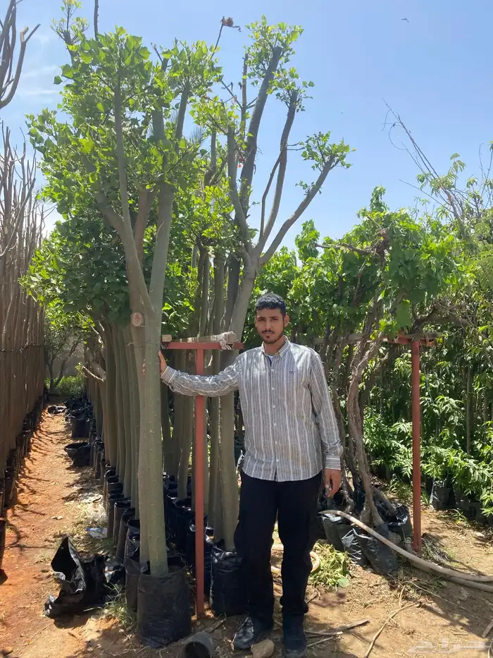 اشجار سماكات 6