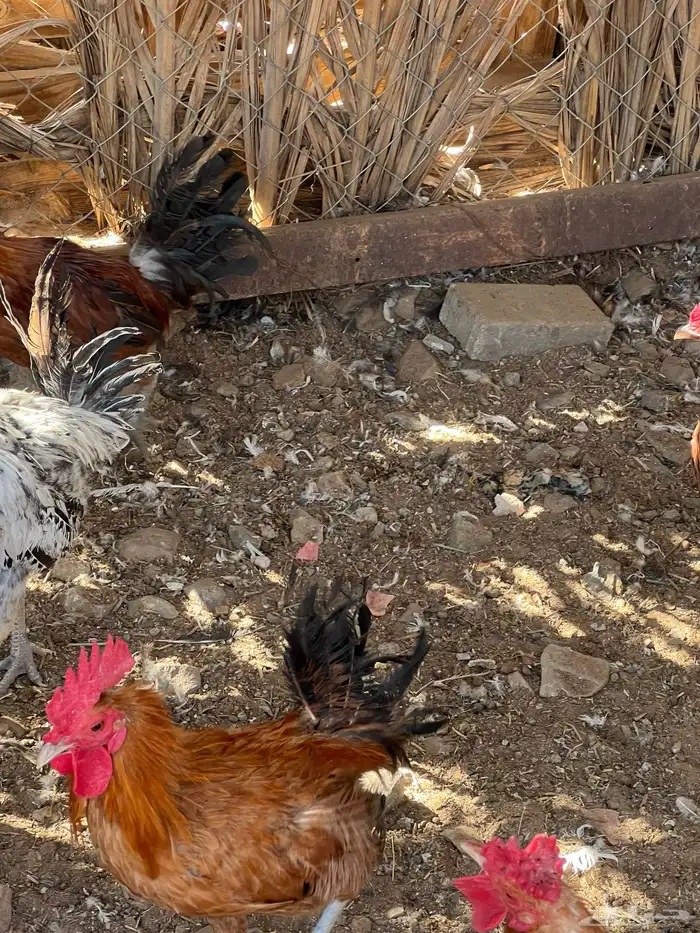 ديوك للبيع 3