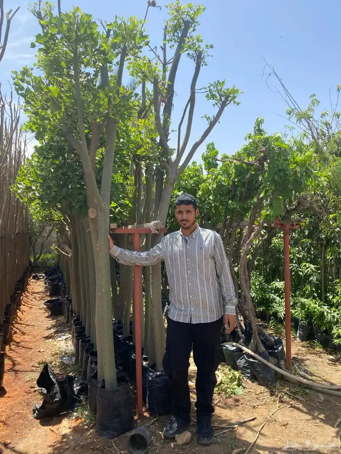 اشجار سماكات 5