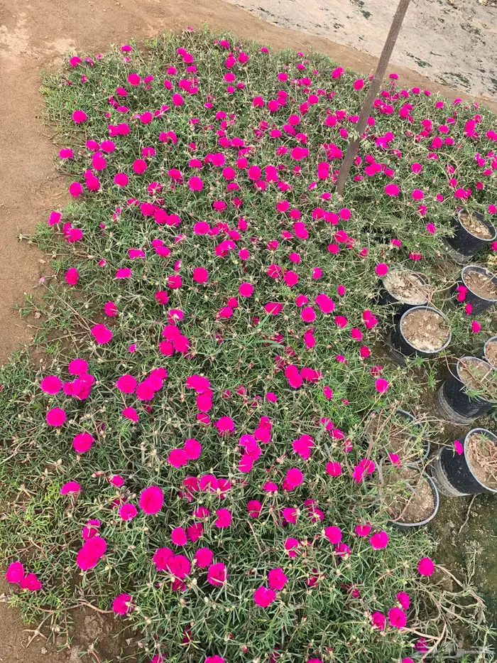 نجيله ثيل طبيعي درجه اولى مشروط 27
