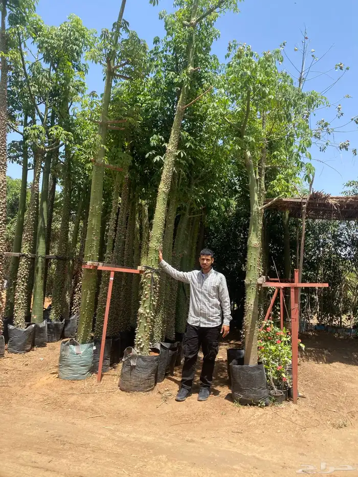 اشجار سماكات 9