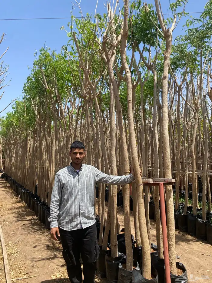 اشجار سماكات 7