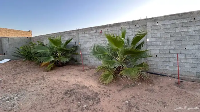 نخل جثايث مجدول واخلاص وبرحي وهشيشي 0