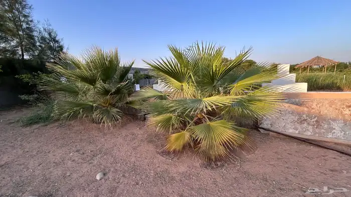 نخل جثايث مجدول واخلاص وبرحي وهشيشي 2