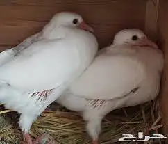 حمام فرنسي سوبر جامبو ابيض 0