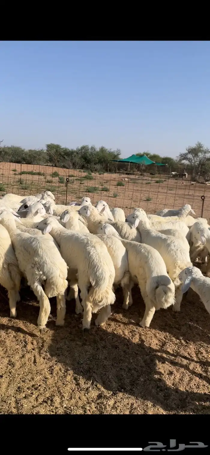 طليان حرية للمناسبات والتمايم والاضاحي 0