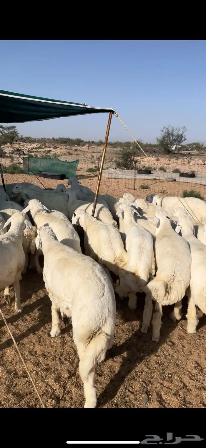 طليان حرية للمناسبات والتمايم والاضاحي 1