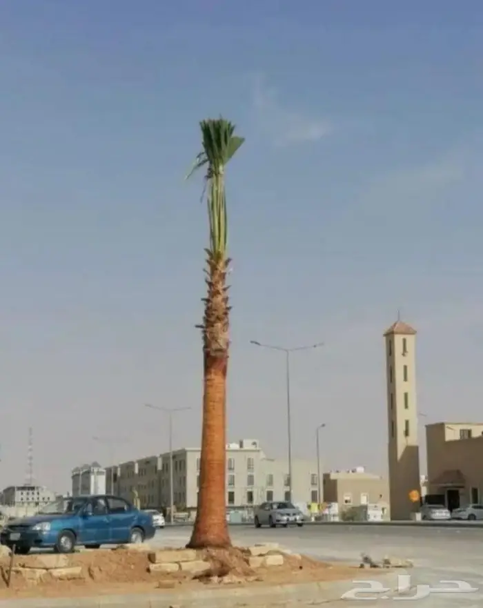 نخل واشنطني ثيل طبيعي اشجار زينه واشنطونيا للبيع 6