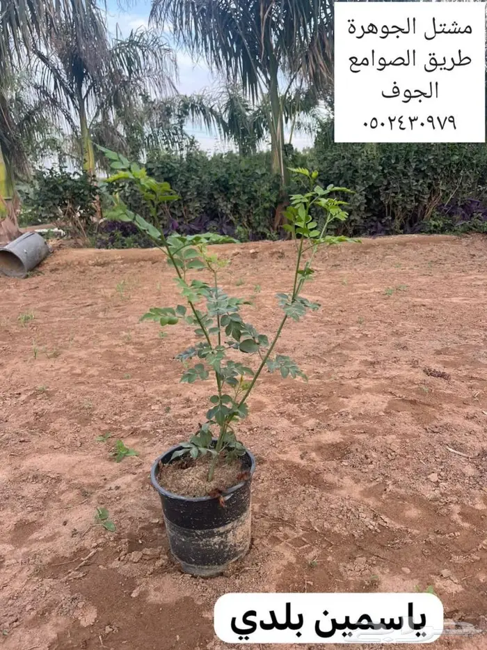 متوفر نجيل طببعي سي 2000 واشجار زينه متنوعه وزيتون 20