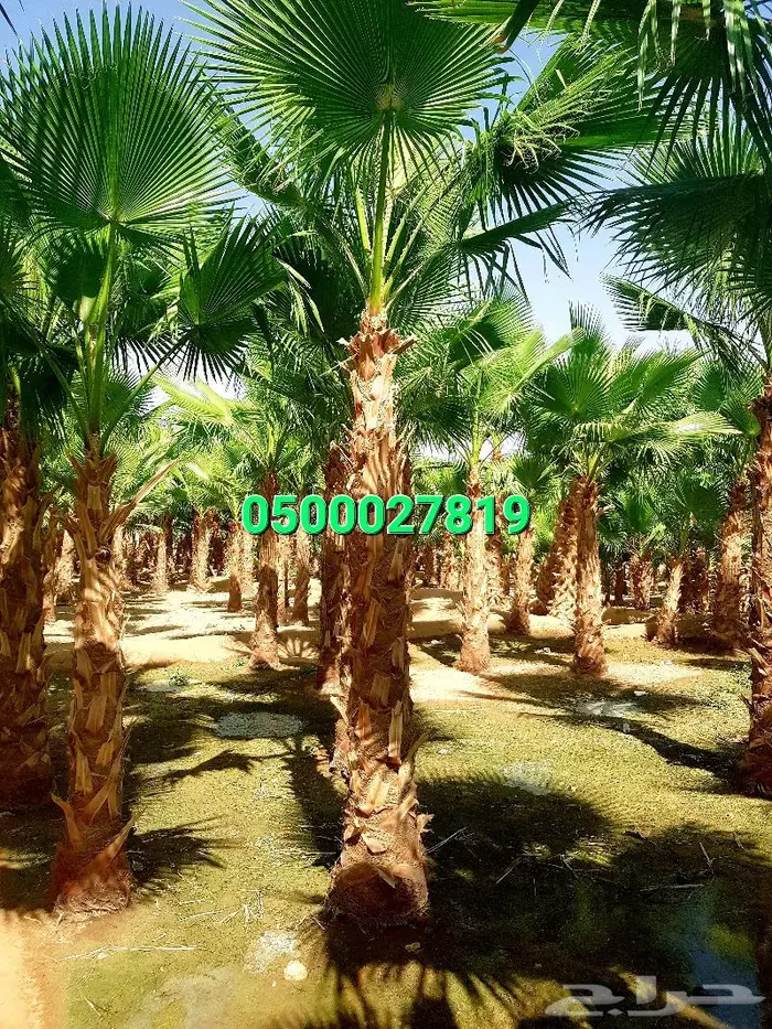 نخل واشنطني ثيل طبيعي اشجار زينه واشنطونيا للبيع 4