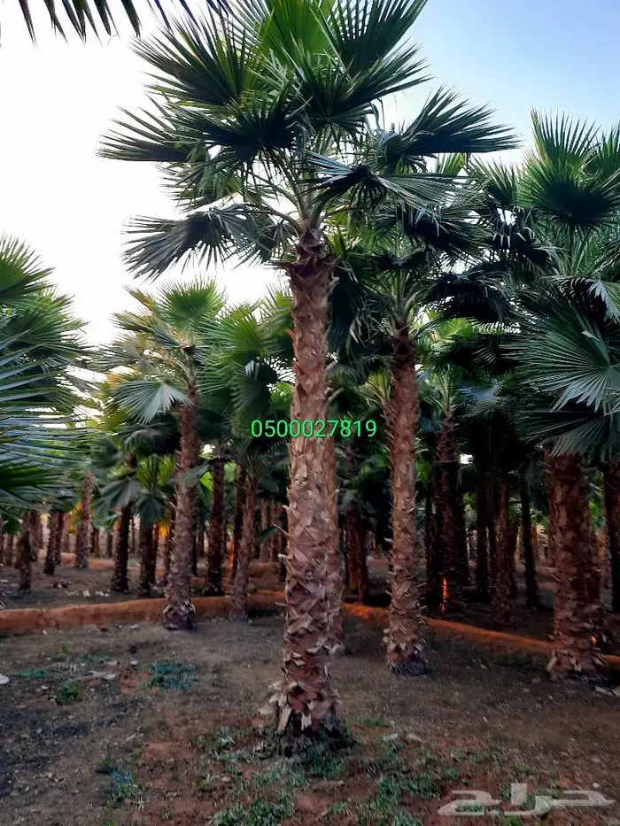 نخل واشنطني ثيل طبيعي اشجار زينه واشنطونيا للبيع 3