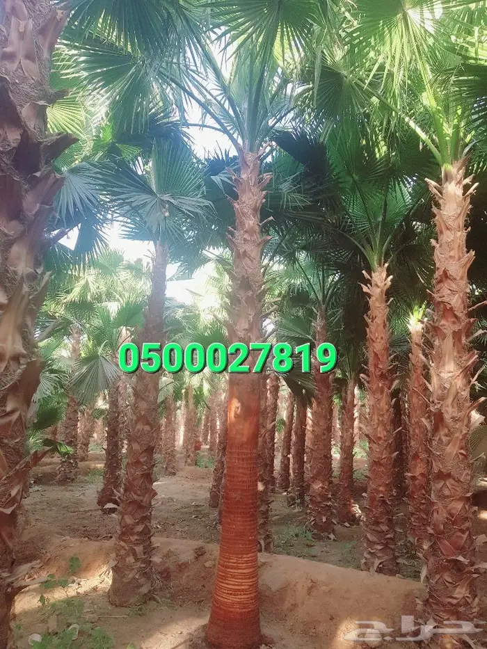 نخل واشنطني ثيل طبيعي اشجار زينه واشنطونيا للبيع 8