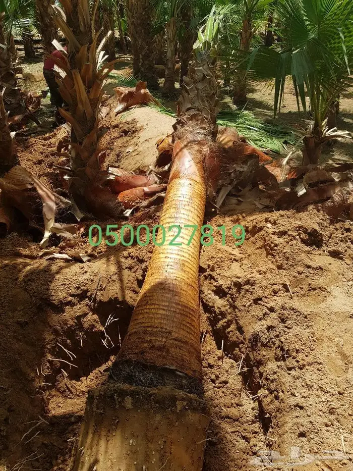 نخل واشنطني ثيل طبيعي اشجار زينه واشنطونيا للبيع 12