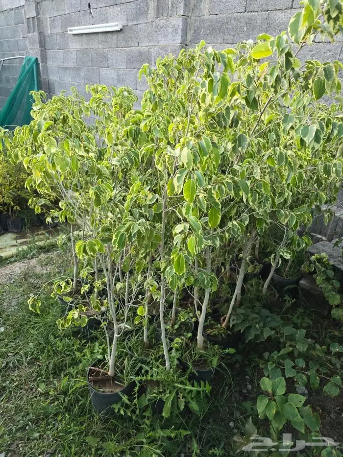 شتلات فكس مبرقش 15 ريال 0