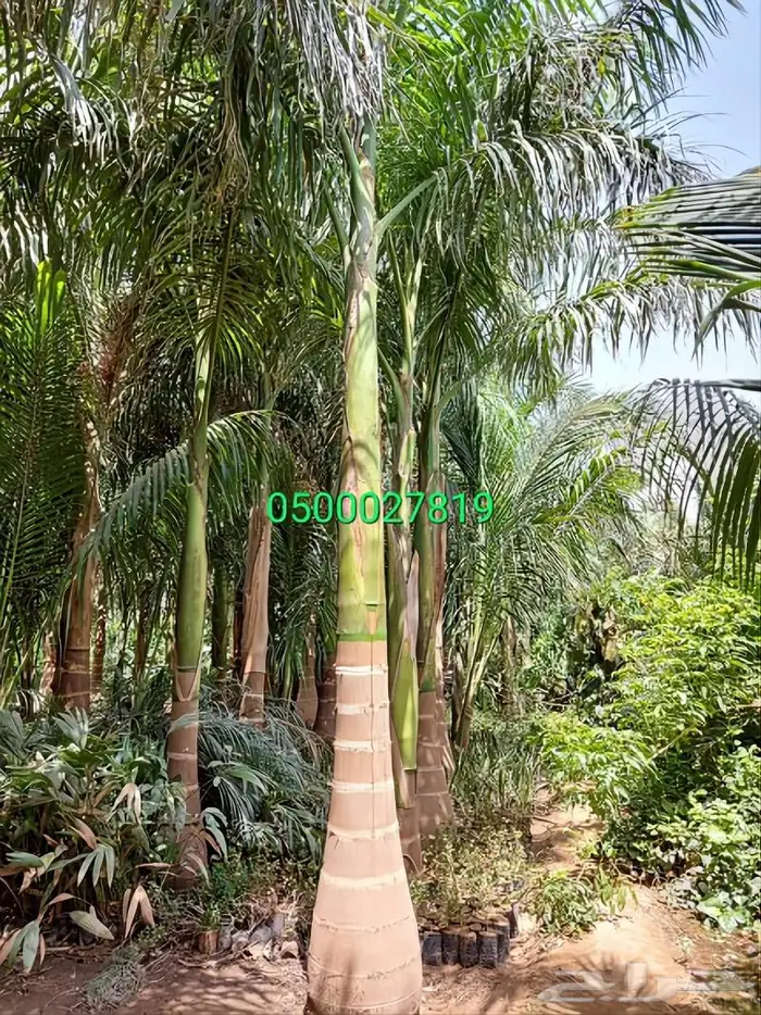 نخل واشنطني ثيل طبيعي اشجار زينه واشنطونيا للبيع 13