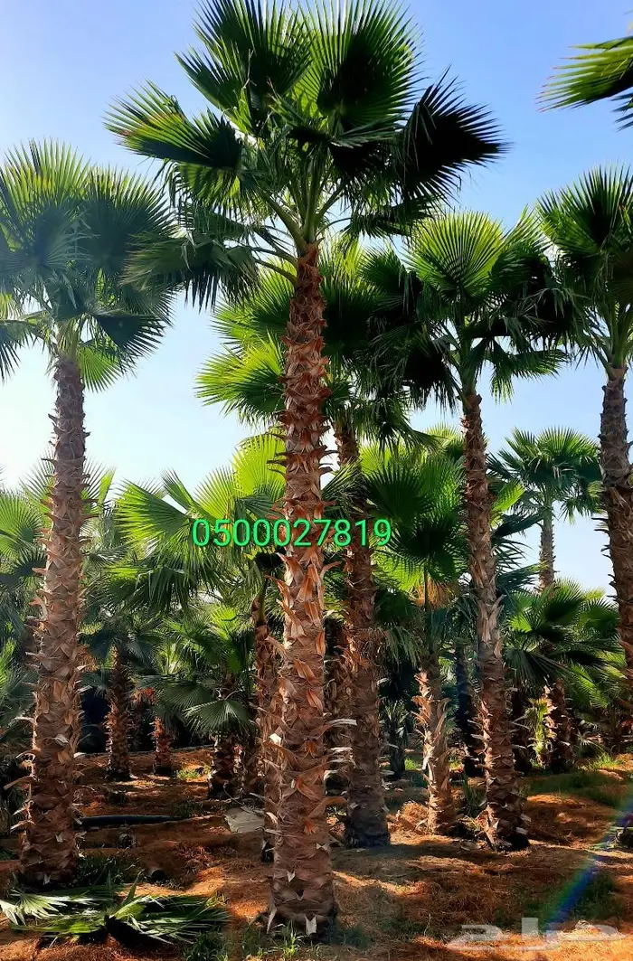 نخل واشنطني ثيل طبيعي اشجار زينه واشنطونيا للبيع 11