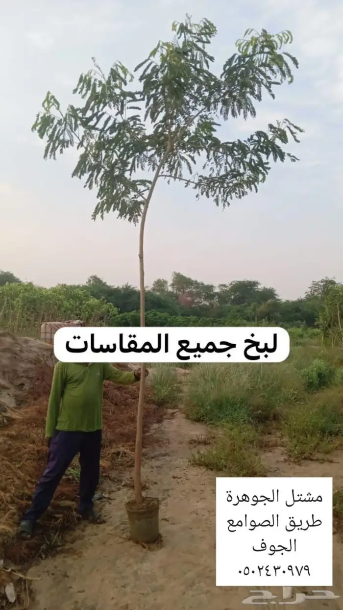 متوفر نجيل طببعي سي 2000 واشجار زينه متنوعه وزيتون 26