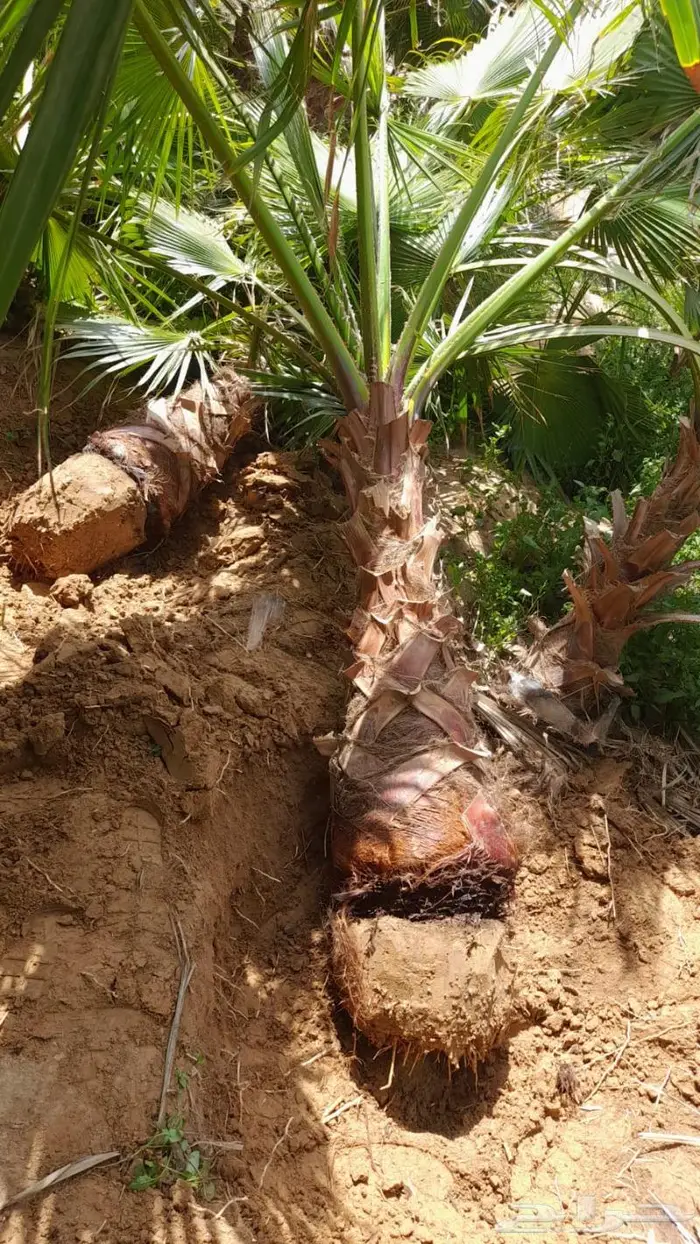 نخل واشنطني ثيل طبيعي اشجار زينه واشنطونيا للبيع 10
