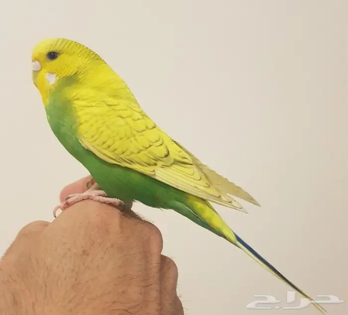 بادجي اليف هولندي ( تم البيع ) 0