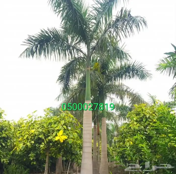 نخل واشنطني ثيل طبيعي اشجار زينه واشنطونيا للبيع 14