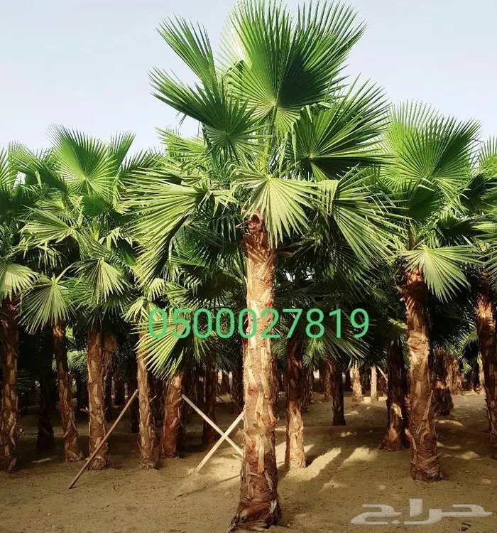نخل واشنطني ثيل طبيعي اشجار زينه واشنطونيا للبيع 1