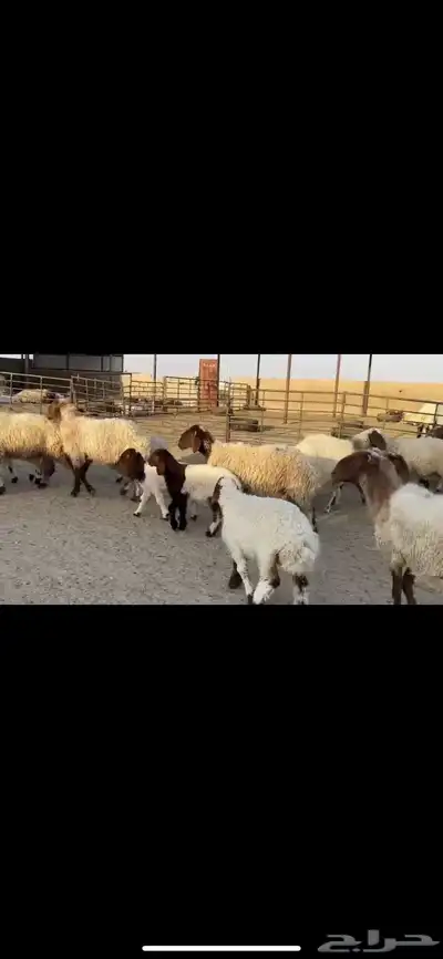 غتن نعيم مطافيل 4