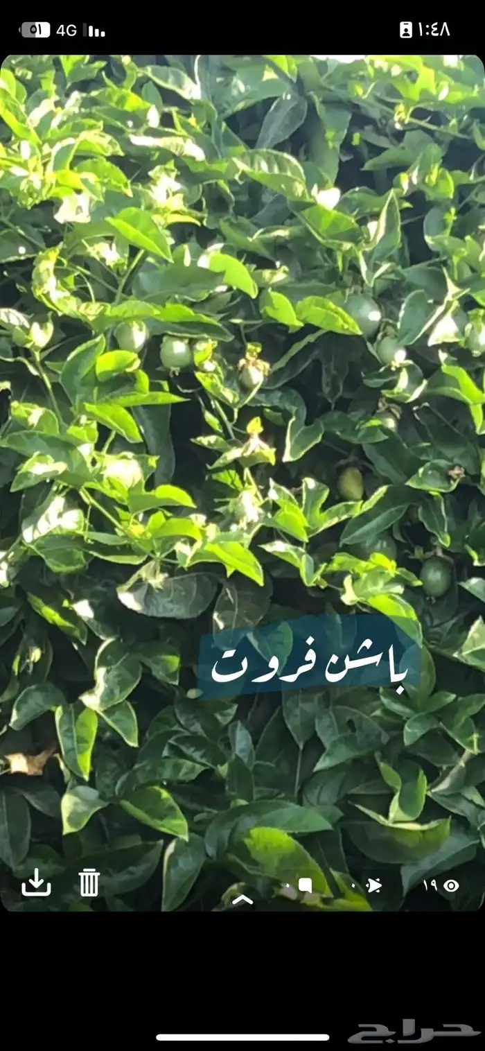 نبات الباشن فروت 2