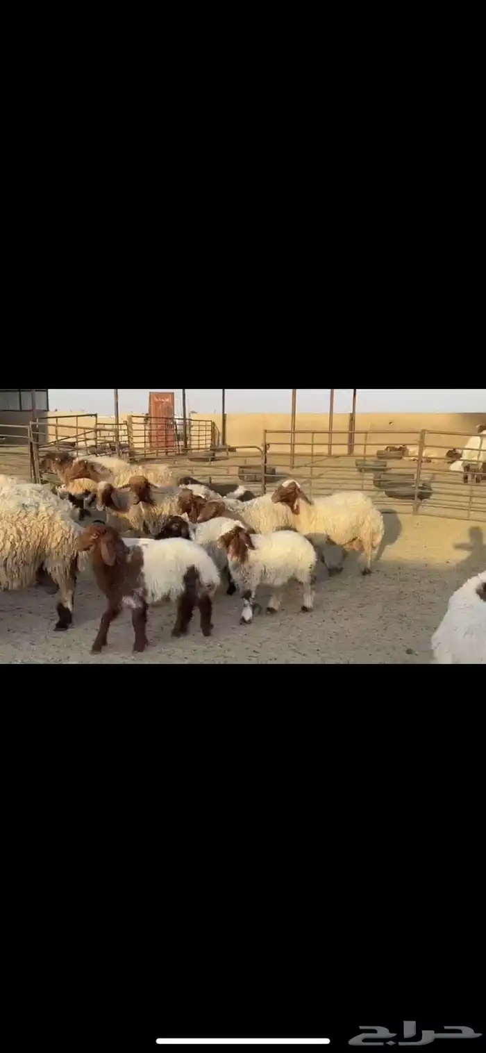 غتن نعيم مطافيل 0