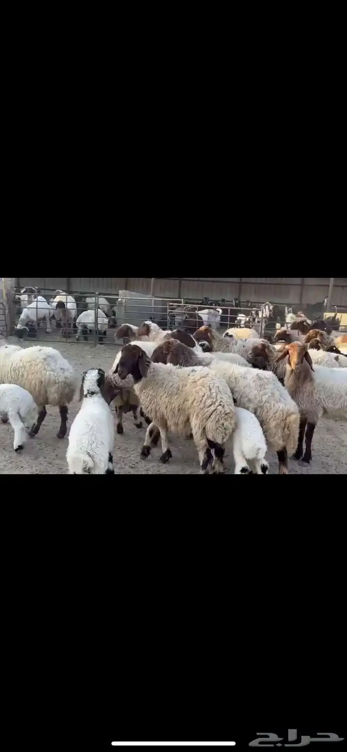 غتن نعيم مطافيل 1