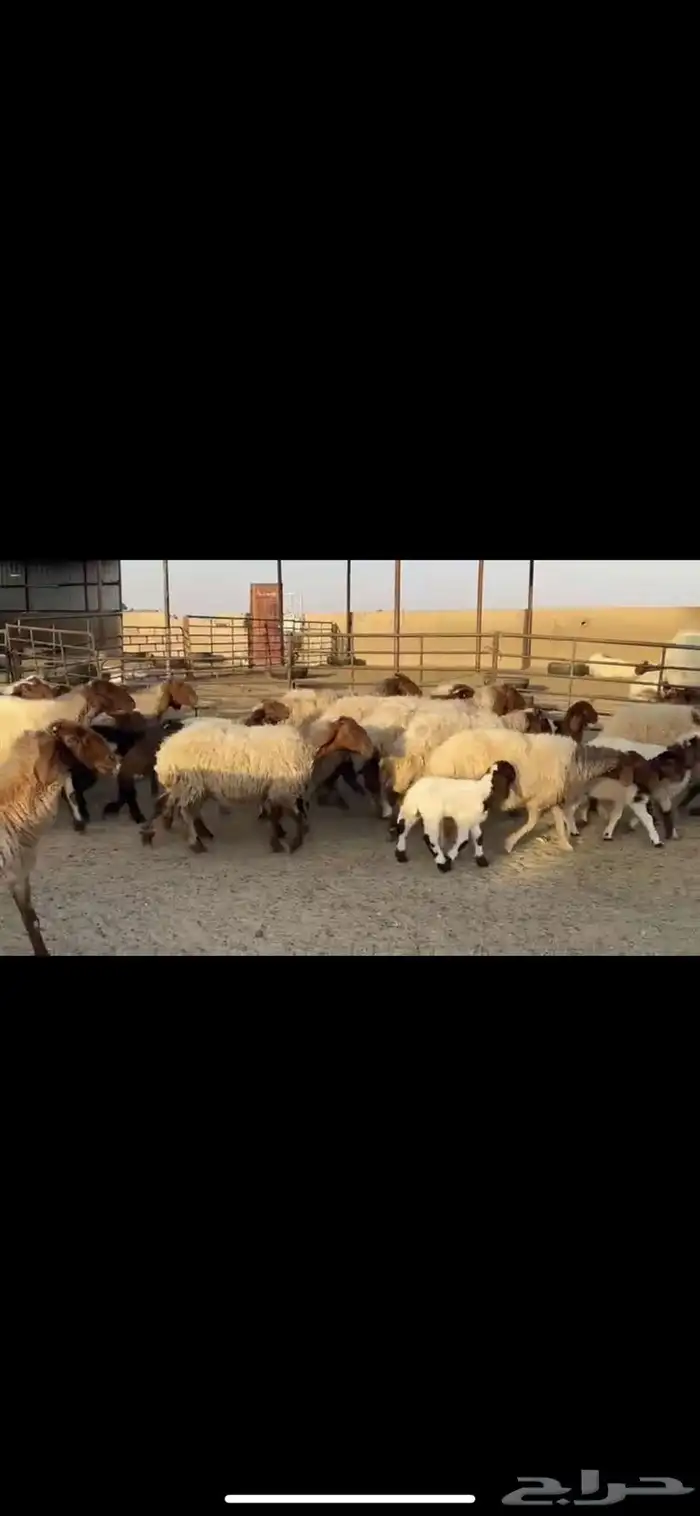 غتن نعيم مطافيل 3