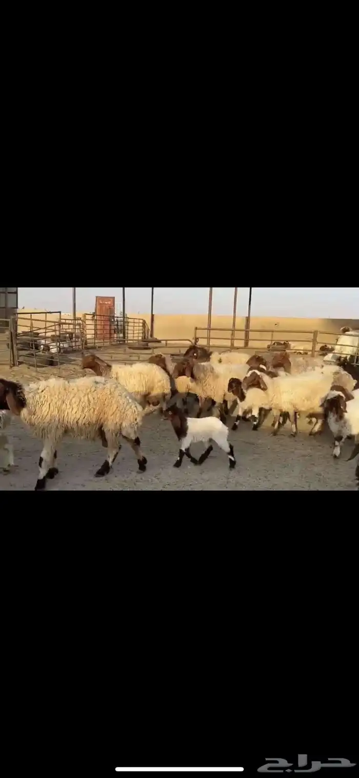 غتن نعيم مطافيل 2