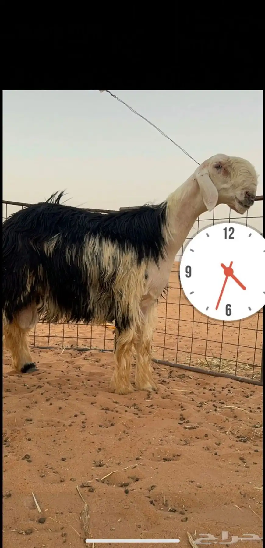فحل نجدي مشرووط. تم البيع 0