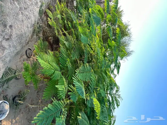 مشتل الناصر لبيع وتوريد اشجار الزينة والمثمره 10