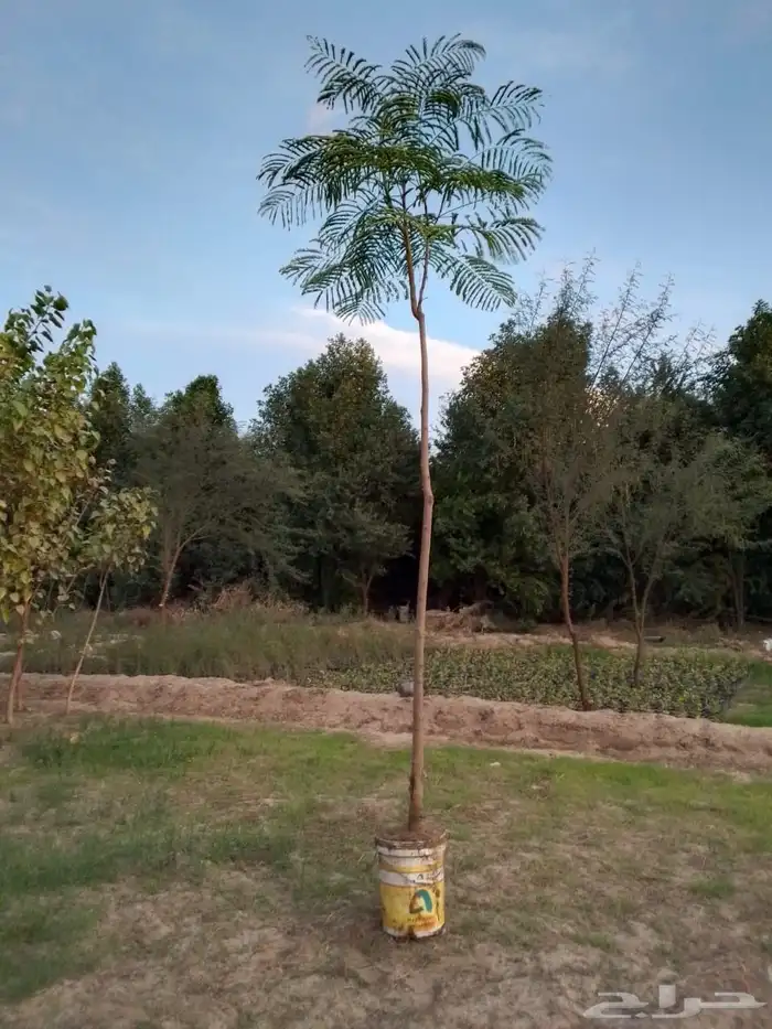 اشجار سماكات 0