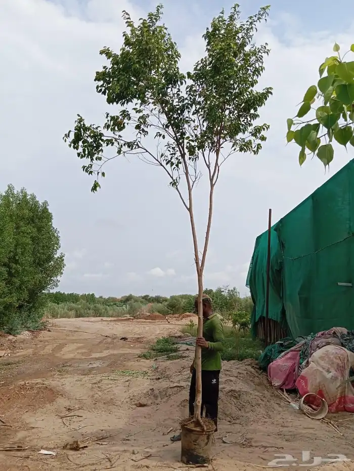 اشجار سماكات 3