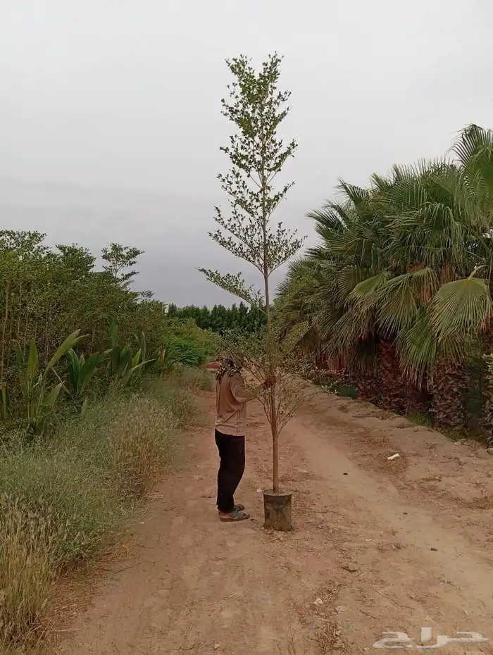 اشجار سماكات 2