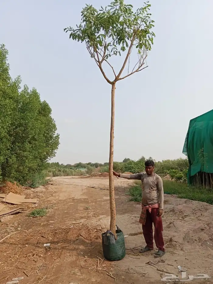 اشجار سماكات 1